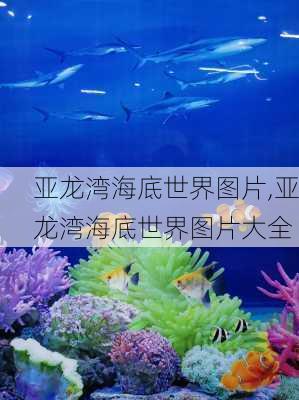 亚龙湾海底世界图片,亚龙湾海底世界图片大全-第1张图片-九五旅游网