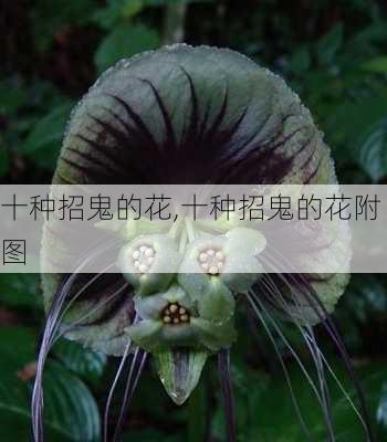 十种招鬼的花,十种招鬼的花附图-第2张图片-九五旅游网