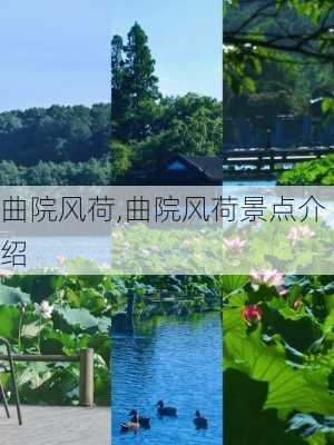 曲院风荷,曲院风荷景点介绍-第1张图片-九五旅游网