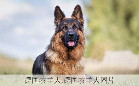 德国牧羊犬,德国牧羊犬图片-第3张图片-九五旅游网