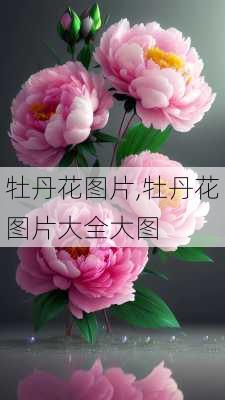 牡丹花图片,牡丹花图片大全大图