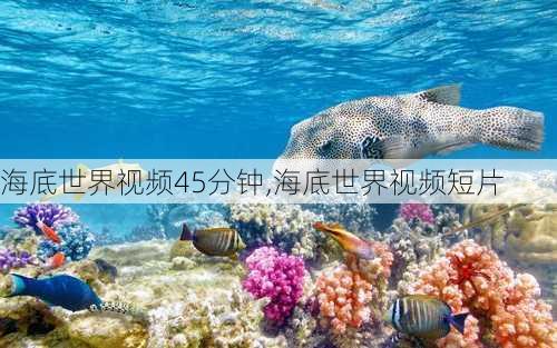 海底世界视频45分钟,海底世界视频短片