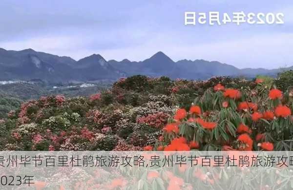 贵州毕节百里杜鹃旅游攻略,贵州毕节百里杜鹃旅游攻略2023年-第1张图片-九五旅游网