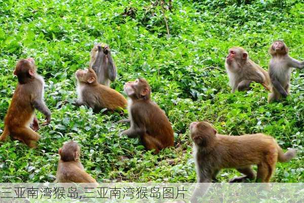 三亚南湾猴岛,三亚南湾猴岛图片-第1张图片-九五旅游网