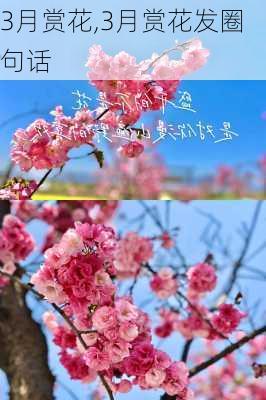 3月赏花,3月赏花发圈句话-第3张图片-九五旅游网